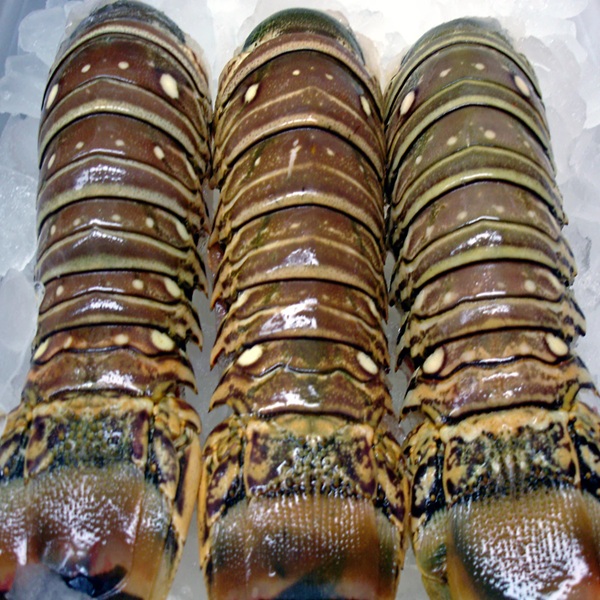 Premium frozen Florida lobster tails, wild-caught and known for their sweet, mild flavor and firm texture.