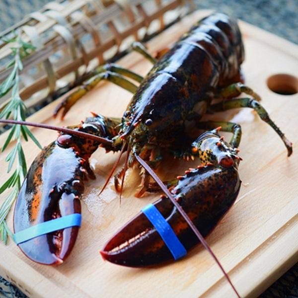 Order Boston Lobsters alive