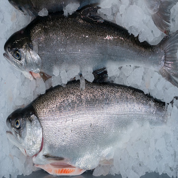 order atlantic salmon fish