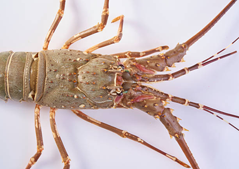 Lively arrivals, sweet meat, and reliable cold chain. Request wholesale pricing and flight options today