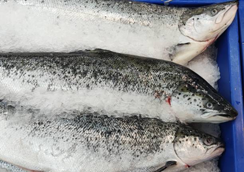 Order fresh or frozen Atlantic salmon fillets, sushi-grade and HACCP approved. Ideal for retail, restaurants, and seafood distributors worldwide.

