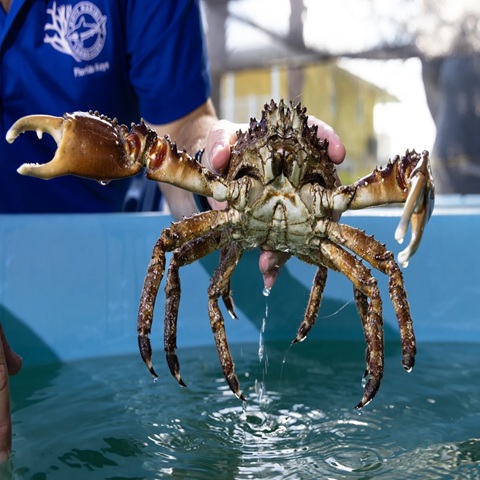 We supply quality norwegian red king crab alive at best prices.