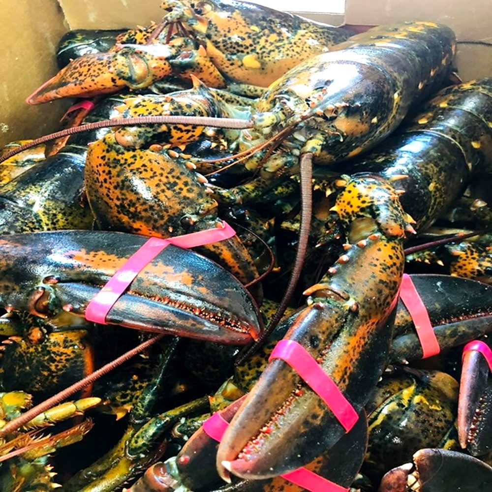 Live Boston lobster whole premium export quality seafood wholesale
