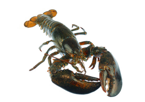 Wild-caught American lobster, oxygenated packing for peak vitality. Fast routes, consistent sizing—ready for premium menus.
