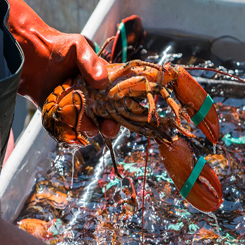 Shop live and frozen lobster tails from a trusted seafood exporter. High-quality Boston lobsters, Florida lobster tails—wild-caught, HACCP certified, and globally shipped.
