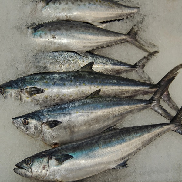 Frozen Mackerel Fish for sale