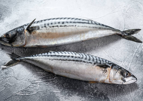 Wild-caught Atlantic mackerel, IQF or block frozen with full traceability. Clean flavor, reliable −18°C shipping for foodservice.