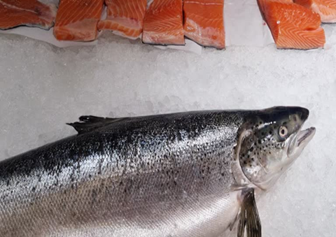 Buy fresh salmon fish from Norway, sustainably sourced and rich in flavor. Perfect for restaurants, wholesalers, and seafood lovers worldwide.