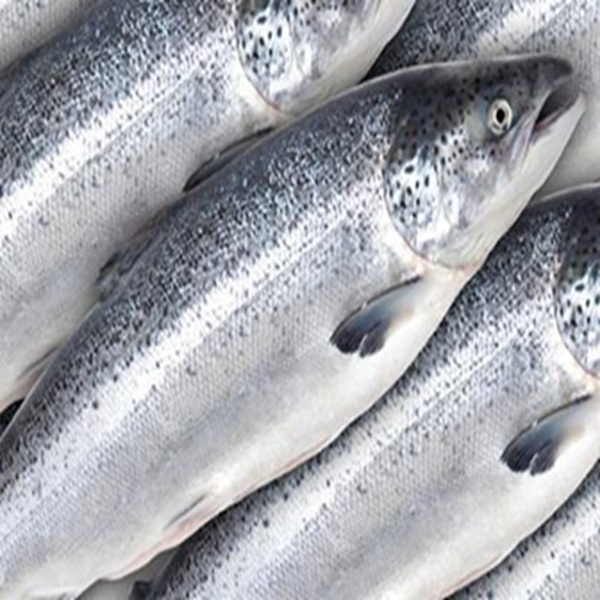 Order fresh or frozen Atlantic salmon fillets, sushi-grade and HACCP approved. Ideal for retail, restaurants, and seafood distributors worldwide.

