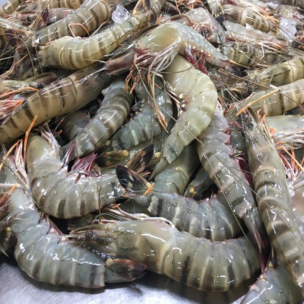 Premium quality frozen shrimp, peeled and deveined for convenience. Wild-caught or farm-raised, flash-frozen to lock in freshness, flavor, and texture