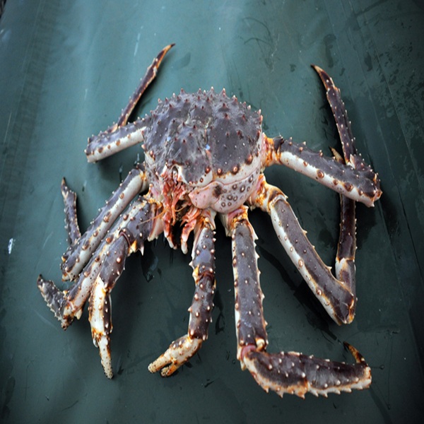 buy live red king crab online